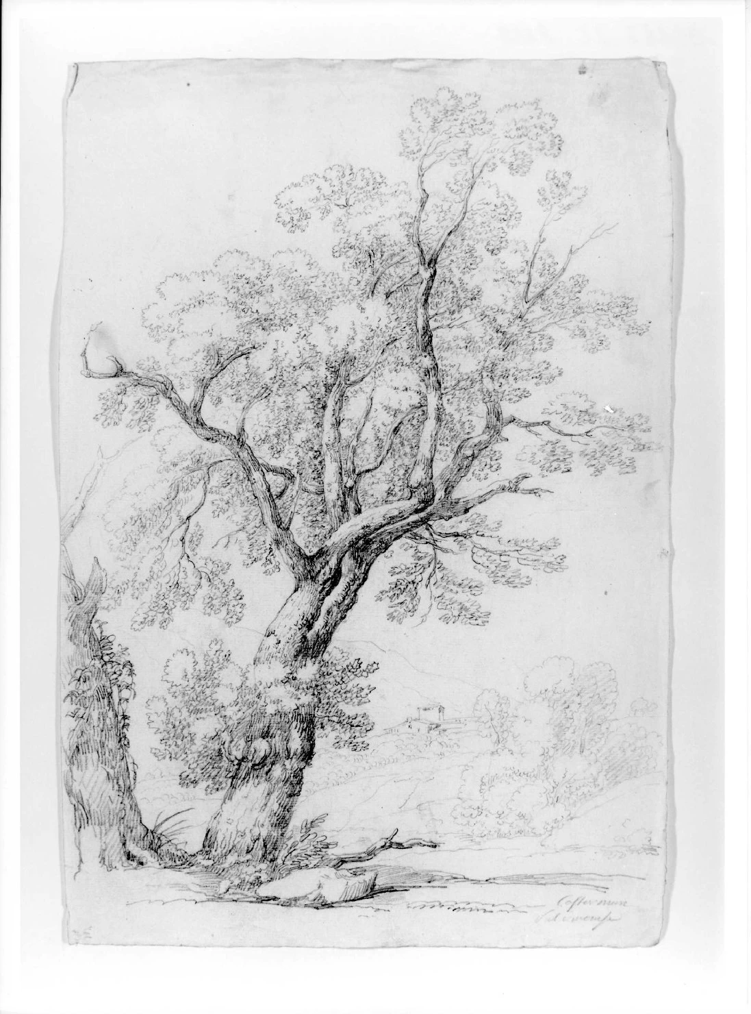 Pietro Ronzoni - Paesaggio con alberi, Museo Civico di Castelvecchio, Verona 6